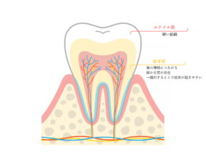 歯の構造